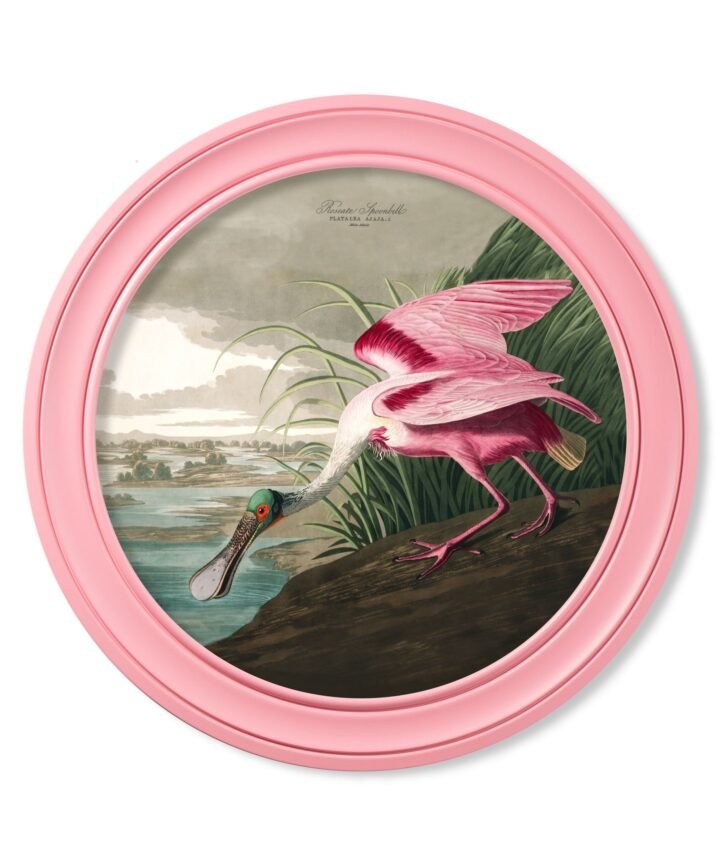 c.1838 Audubon's Spoonbill in Pink Frame