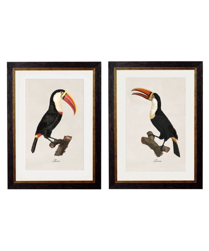 c.1809 Toucans