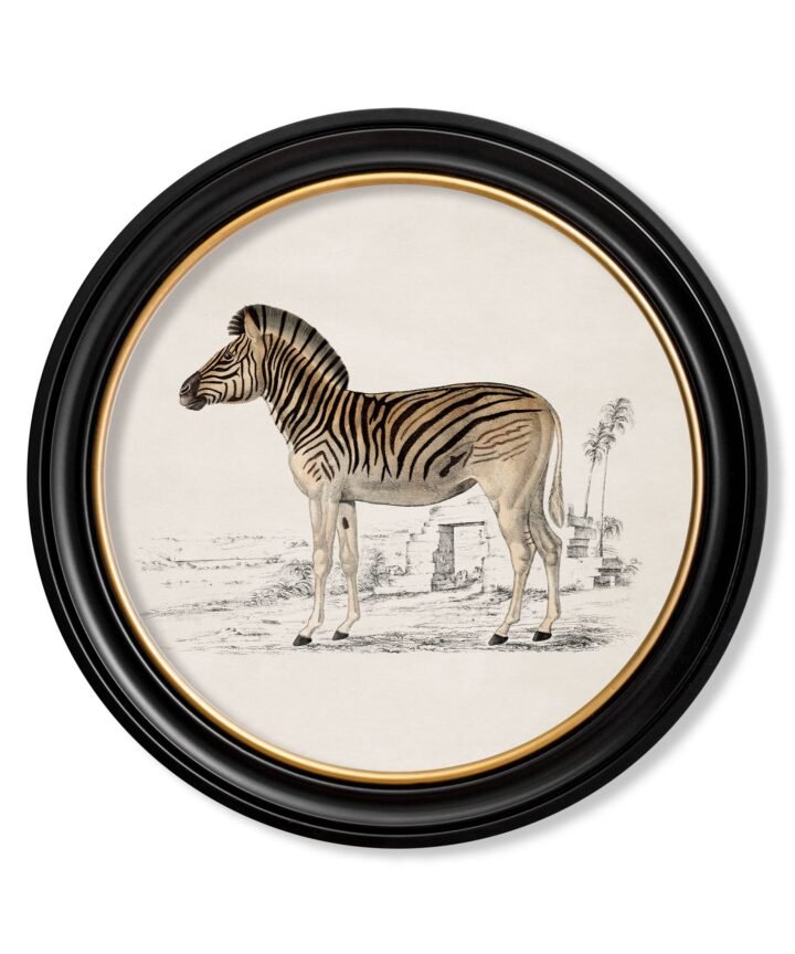 c.1774 Zebra - Round Frame