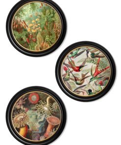 c.1904 Haeckel Flora and Fauna - Round Frames