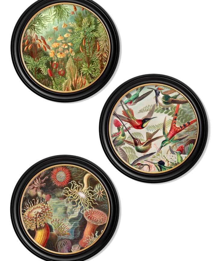 c.1904 Haeckel Flora and Fauna - Round Frames