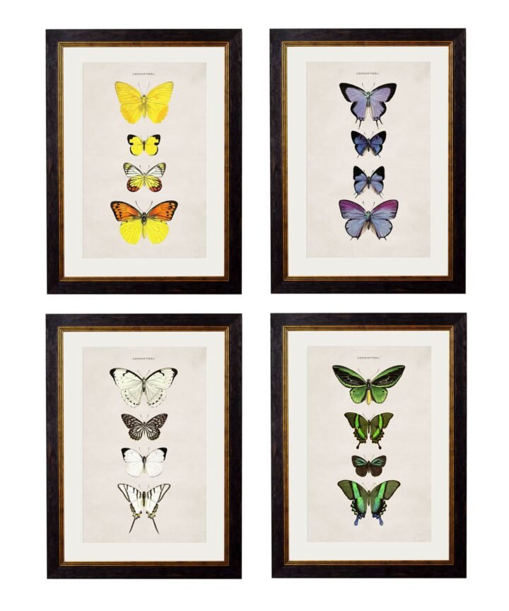 c.1835 Butterflies