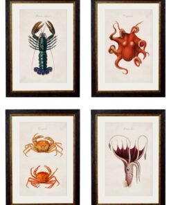 c.1876 Collection of Marine Animals