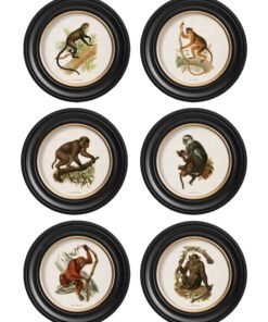 c.1910 Collection of Primates in Round Frames