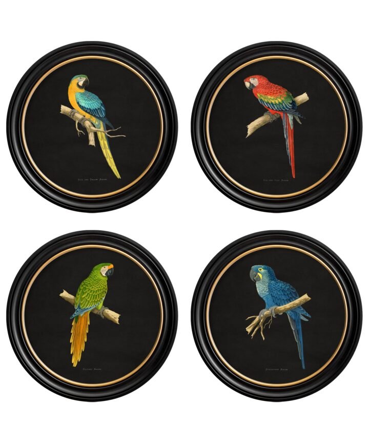 C.1884 Collection of Macaws in Round Frames - Black