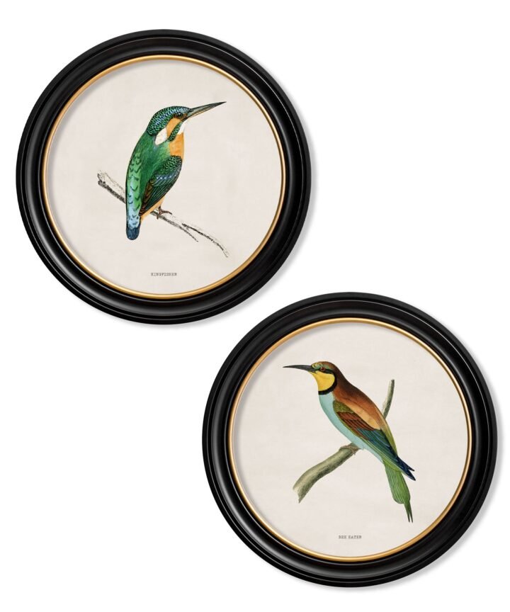 c.1870 Kingfisher and Bee Eater