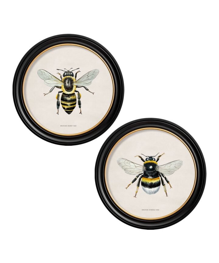 c1892 British Bees Round Frame
