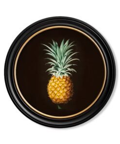 c.1812 Pineapple Study (Black) - Round Frame