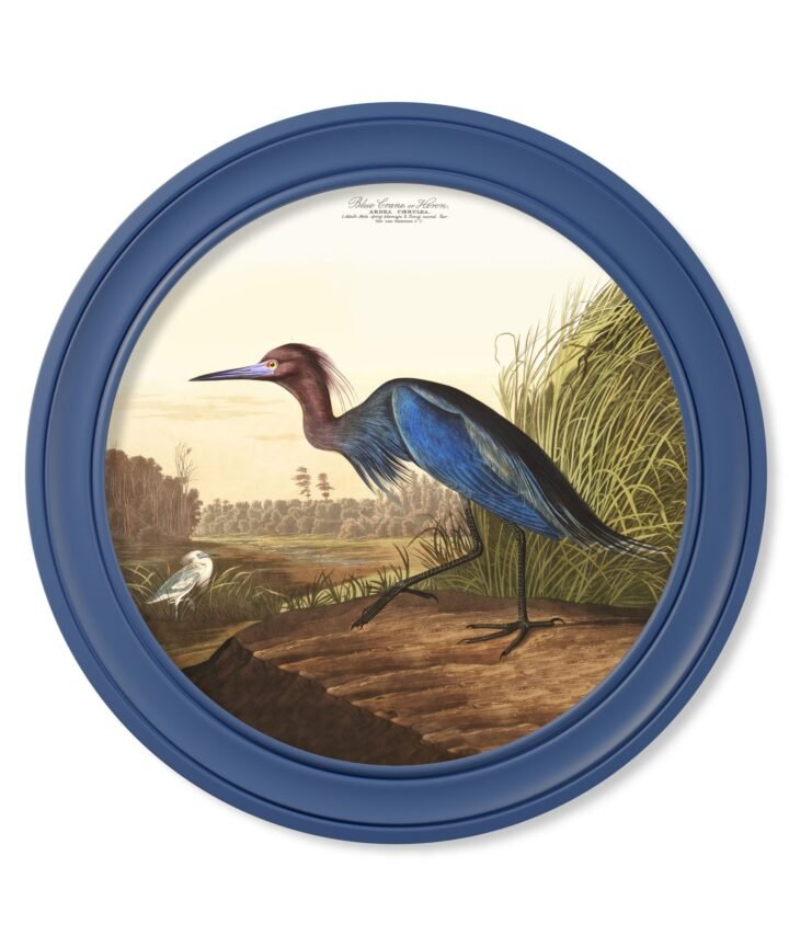 c.1838 Audubon's Blue Heron in Blue Frame