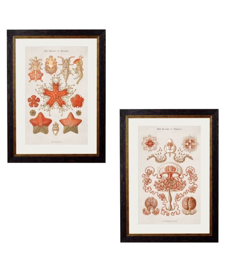 c.1904 Haeckel Marine Animals
