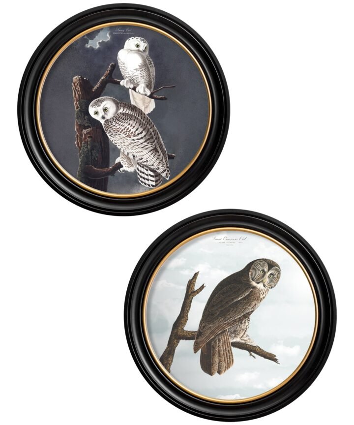 c.1838 Audubon's Owls - Round Frame