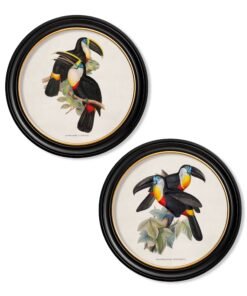 c.1848 Toucans - Round Frames
