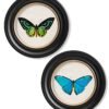 c.1836 Tropical Butterflies - Round Frames