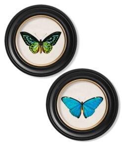 c.1836 Tropical Butterflies - Round Frames