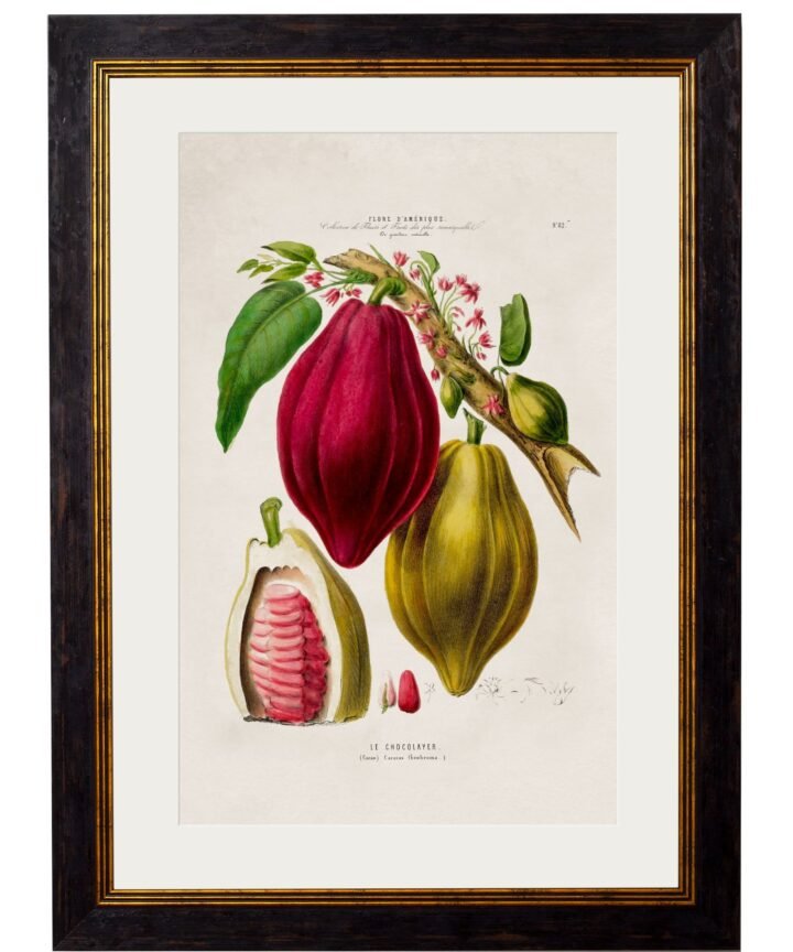 c.1843 Chocolate Plant