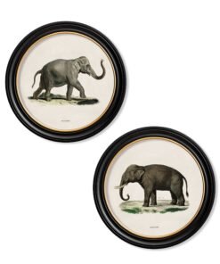 c.1846 Elephants in Round Frame