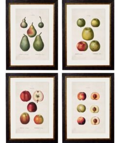 c.1819 Study of British Fruit