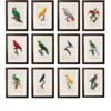 C.1800's Collection of Parrots