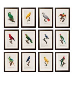 C.1800's Collection of Parrots