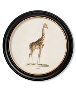 c.1836 Giraffe - Round Frame