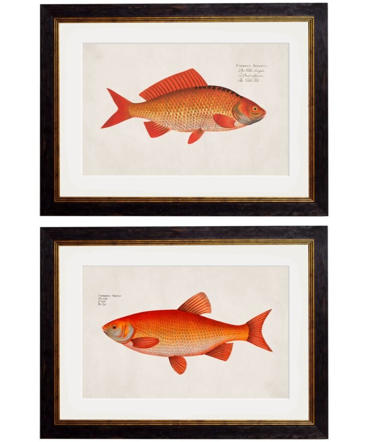 c.1785 Goldfish and Golden Orfe