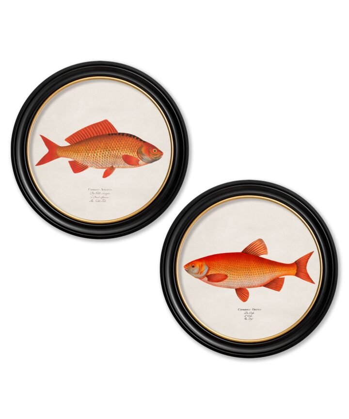 c.1785 Goldfish and Golden Orfe - Round Frame