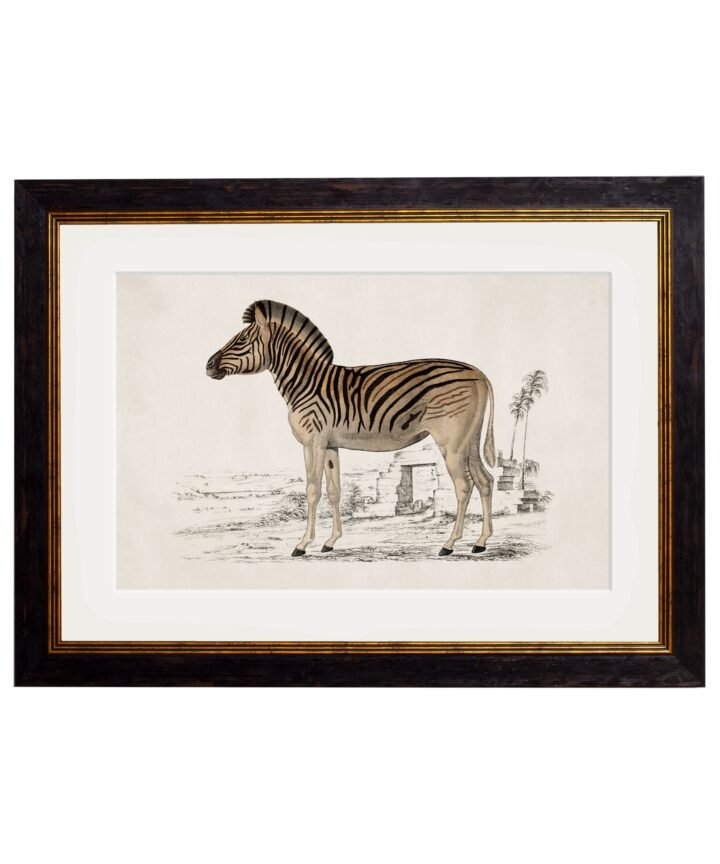c.1774 Zebra