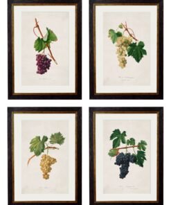 c.1817 Collection of Botanical Grapes