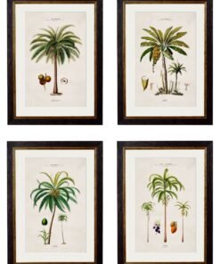 c.1843 Studies of South American Palm Trees