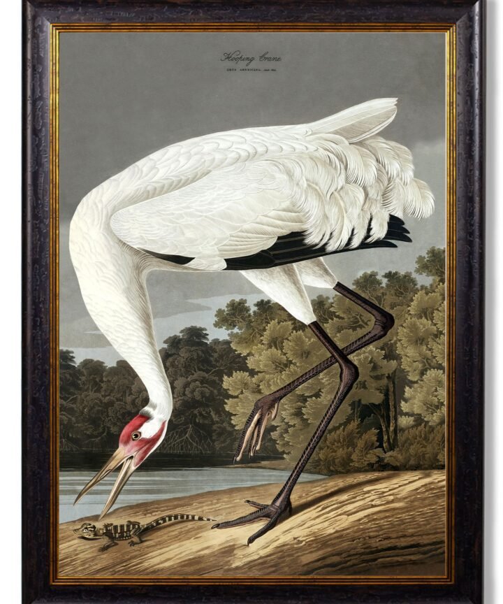 c.1838 Audubon's Hooping Crane