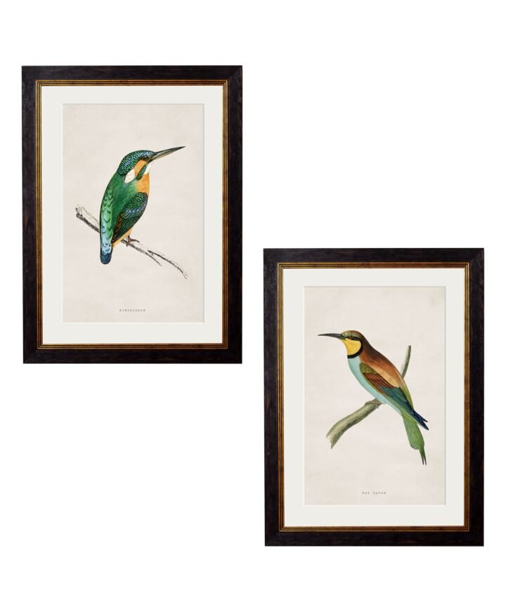c.1870 Kingfisher & Bee Eater