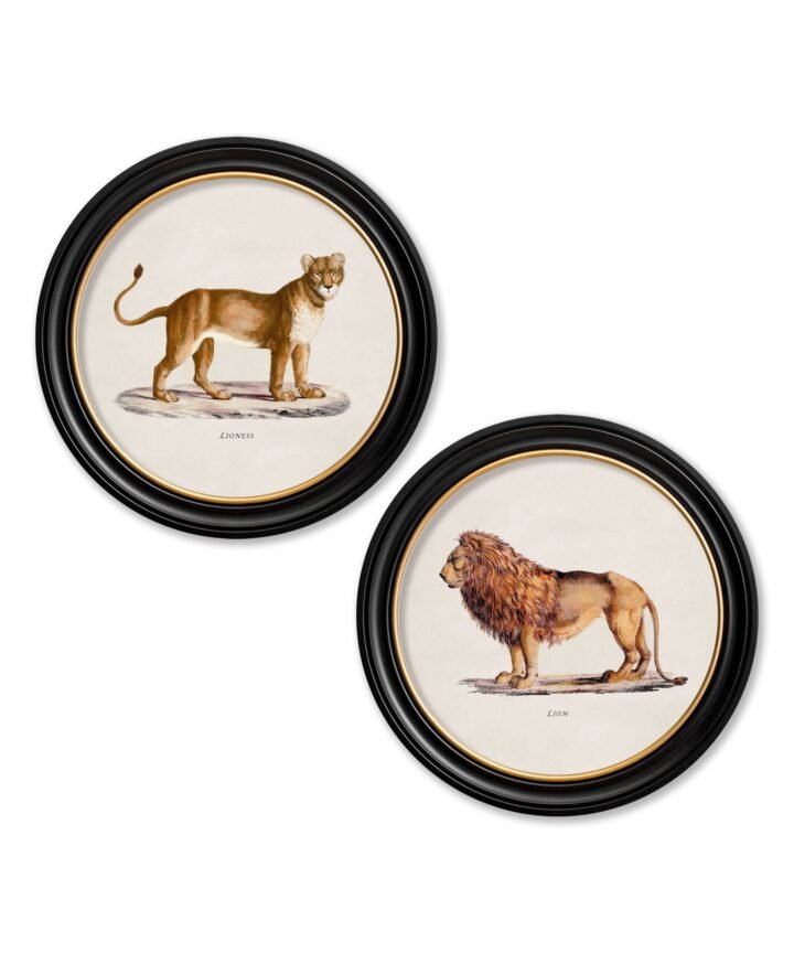 c.1800s Lion & Lioness - Round Frames