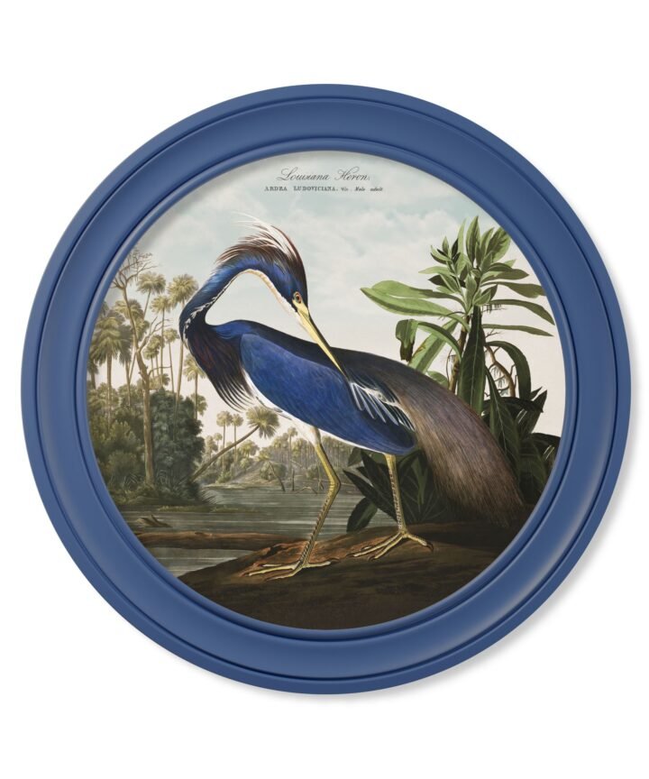 c.1838 Audubon's Louisana Heron in Blue Frame