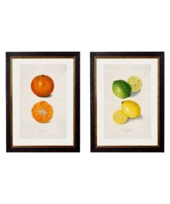 c.1886 Study of Citrus Fruit