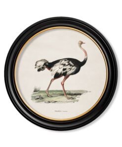 c.1846 Ostrich - Round Frame