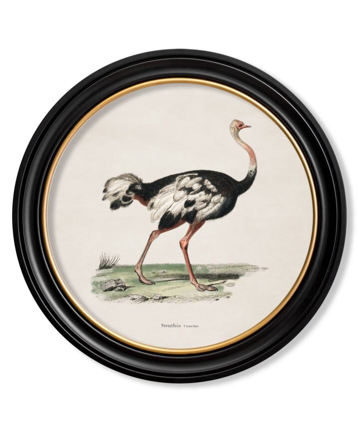 c.1846 Ostrich - Round Frame