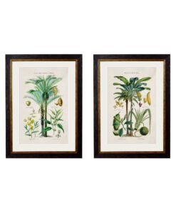 c.1877 Tropical Plants Used as Food and Clothing