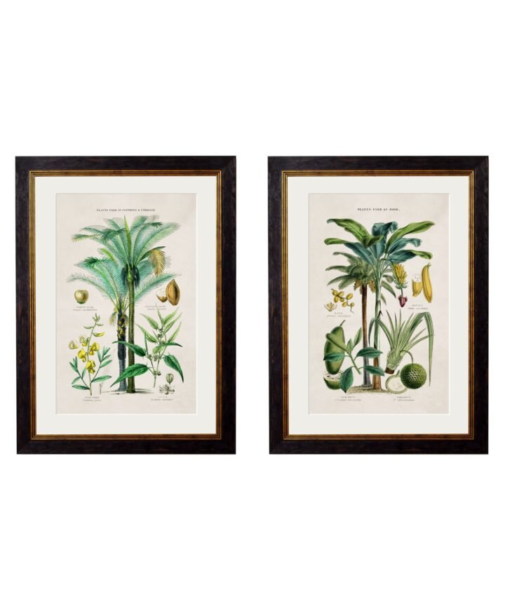 c.1877 Tropical Plants Used as Food and Clothing