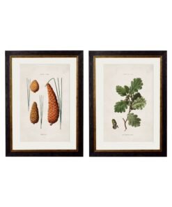c.1819 Study of British Leaves and Pinecones