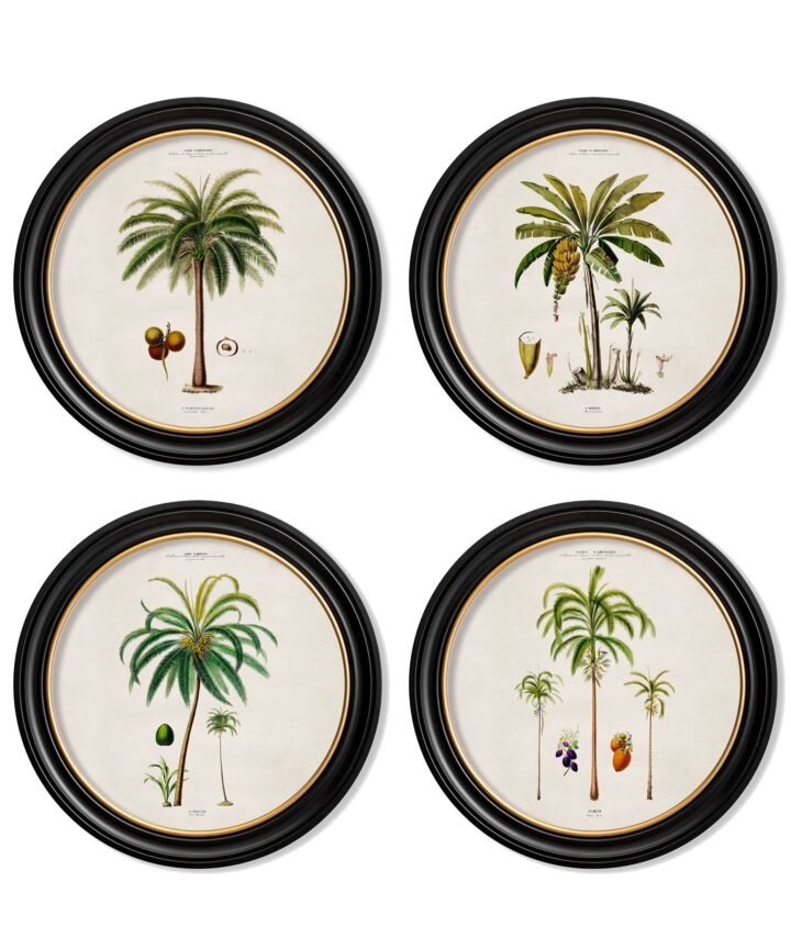 c.1843 Studies of South American Palm Trees in Round Frames