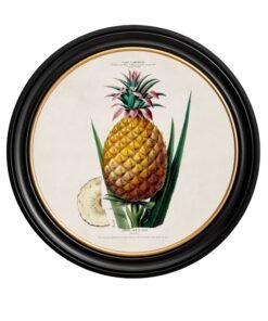c.1843 Pineapple Plant - Round Frame