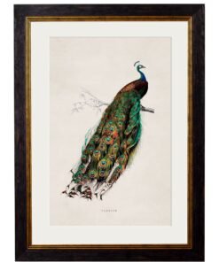 c.1847 Peacock
