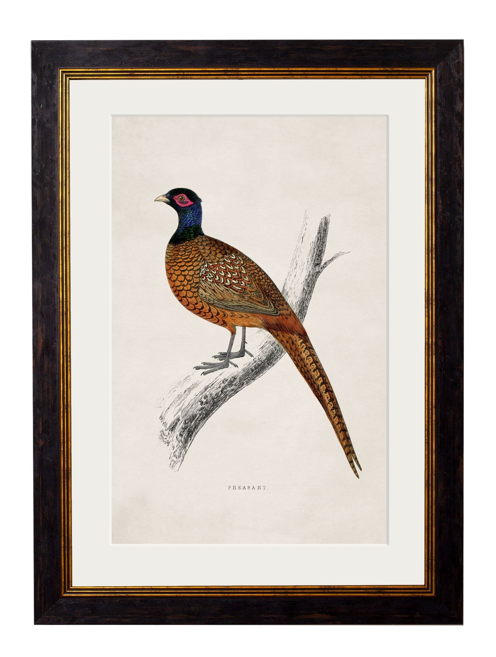 c.1850's Pheasant