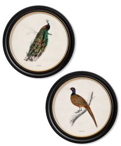 c.1809 British Birds in Round Frames