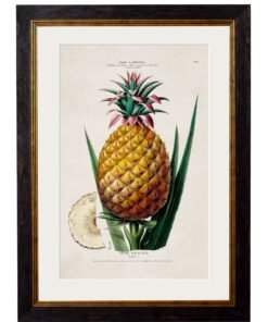 c.1843 Pineapple Plant