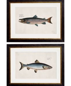 c.1785 Studies of Salmon
