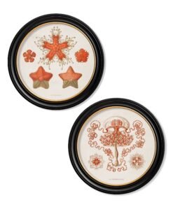 c.1904 Haeckel Sealife - Round Frames