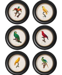 C.1800's Collection of Parrots in Round Frames 2