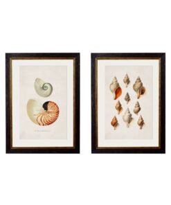 c.1848 Studies of Shells