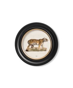 Alternative view of c.1824 Tiger - Round Frame